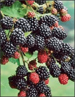 Fresh Blackberries on the Vine